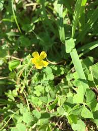 カタバミ 植物図鑑 エバーグリーン