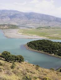 Image result for Thesium wilczekianum