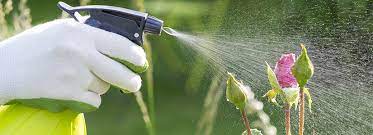 This post may contain affiliate links. How To Kill Weeds Without Harming Plants Nearby Natria
