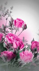 Wallpaper By Artist Unknown Rose Wallpaper Flower Wallpaper Flower Phone Wallpaper