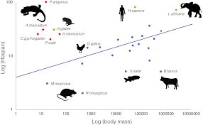 Really make the most of the heat potential your tiny join us next time in the salamander tiny wood stove kitchen for more wood burner stove cooking recipes, tips and competitions. Frontiers Salamander Insights Into Ageing And Rejuvenation Cell And Developmental Biology