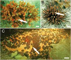 Image result for Ophrestia unicostata