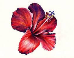 6,000+ vectors, stock photos & psd files. Red Hibiscus Flower Drawing Novocom Top