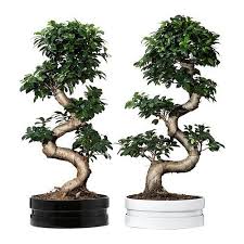 La Liste De Benoit Dinant Buiten Potplanten Planten Bonsai Bomen