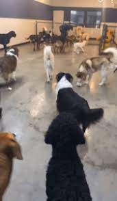 We offer cageless daycare, overnight kenneling and gentle, compassionate grooming for your canine companion. Billings Animal Control Investigating Animal Abuse Seen On Video At Dog Daycare Facility Pet Rescue Report