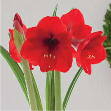 Amaryllis Red Lion Now You Can Enjoy Having This Classic Velvety Red Amaryllis In Bloom For The Holidays Grow I Bulb Flowers Outdoor Flowers Red Amaryllis