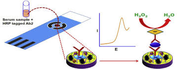 In today's world, other forms of … Development Of Proof Of Concept For Prostate Cancer Detection An Electrochemical Immunosensor Based On Fullerene C60 And Copper Nanoparticles Composite Film As Diagnostic Tool Sciencedirect