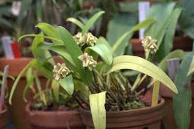 Image result for Polystachya galeata