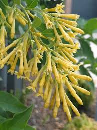 Image result for Cestrum parqui