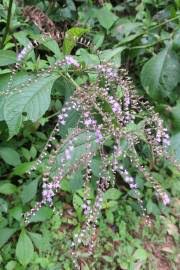 Image result for Hirpicium