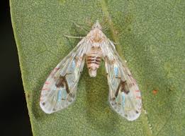 Image result for Arthropteris anniana