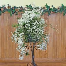 Image result for Jasminum bakeri