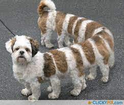 41 animal hybrid photoshop creations will blow your mind bizarre. Freaky Photoshopped Animal Hybrids Clicky Pix Photoshopped Animals Scary Animals Funny Animal Photos