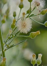 Image result for Erigeron sumatrensis