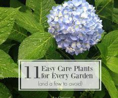 「http://plantadvice.co.uk/forum/viewtopic.php?f scientist」的圖片搜尋結果