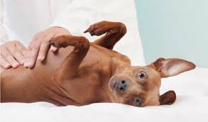 Maybe you would like to learn more about one of these? Bloat Gdv In Dogs Signs Symptoms And Treatment Petcoach