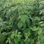 Image result for Cyamopsis