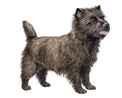 Image result for cairn teriér