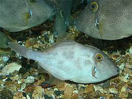 Fish Leatherjacket