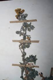 Image result for Grangea anthemoides