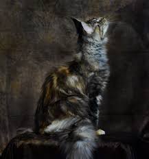 Our email has changed for now. Big Maine Coon Kittens Bigtexcoons Maine Coon Texas Giant Cats