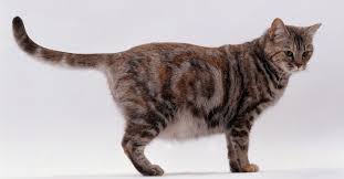 Kucing betina yang on heat akan mengawan dengan beberapa ekor kucing jantan yang berbeza. 15 Ciri Ciri Kucing Hamil Dan Tips Merawatnya Republik Seo
