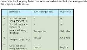 Perbedaan Spermatogenesis Dan Oogenesis Bentuk Mitosis Pelindung Kepala
