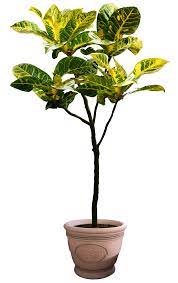 Psd Png Cutout Tanaman Tanaman Pot Kebun