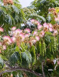 Image result for Albizia petersiana