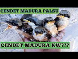 Anakan Cendet Gondrong Madura Kw Youtube