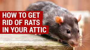 How do rats get in? Learn How To Get Rid Of Rats In The Attic For Good Loft Rodent Control