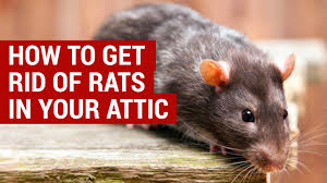 We did not find results for: Learn How To Get Rid Of Rats In The Attic For Good Loft Rodent Control