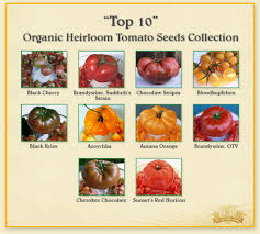 Hailing from russia, this variety dispels the myth of the bland yellow tomato. Top 10 Heirloom Tomatoes Tomatofest Heirloom Tomatoes