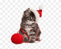 Search results for christmas cat with hat. Cute Hat Png Images Pngwing