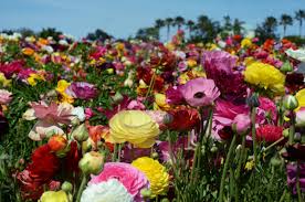 Flowers are one of the most beautiful creations of nature. World Love Flowers On Twitter I Love All This Colors So Nice Flower Flowers Flowerfields Https T Co Zcje743xaz