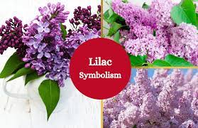 Lilac Symbolism Flower Meanings Lilac Lilac Flowers