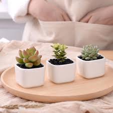 It is common as a houseplant worldwide. Classic White Ceramic Flower Pot For Succulent Plant Pot Desktop Decoration For Home Or Office Small Square Green Plant Holders Buy At The Price Of 1 98 In Aliexpress Com Imall Com