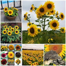 Edible flowers for sale philippines. Edible Flowers Seeds Shop Edible Flowers Seeds With Great Discounts And Prices Online Lazada Philippines