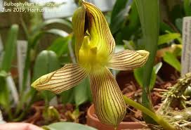Image result for Bulbophyllum josephi