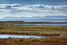 Do Wetlands Hold Any Actual Value Land Century