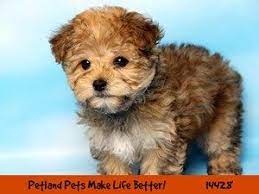Or looking for something different? Dogs Puppies For Sale Petland Chicago Ridge Illinois Pet Store Puppies For Sale Puppies Pets For Sale