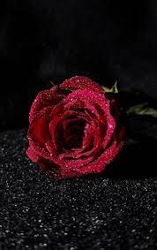 See more ideas about hd wallpapers 1080p, hd wallpaper, wallpaper. Rose Flower Red Dark Rose Wallpaper Wallpaper Flower Wallpaper Water Water Droplets Shine Hd Rose Pikist