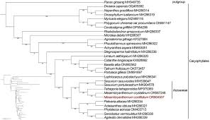 Image result for Lophiocarpus polystachyus