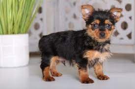 Use them in commercial designs under lifetime, perpetual & worldwide rights. Puppyfinder Com Dorkie Puppies Puppies For Sale Near Me In Ohio Usa Page 1 Displays 10