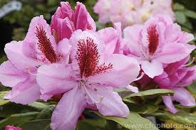 Pin On Azaleias Rododendros