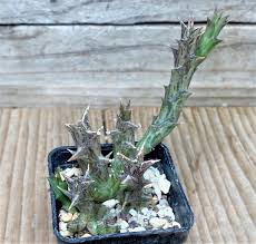 Image result for Orbea dummeri