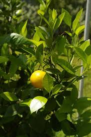 Some people have a window in a garage where the temperature stays just at or above freezing and this will also work. How To Grow Citrus Indoors Citrus Tree Indoor Indoor Grow Lights Citrus Trees
