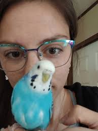 Can some one tell me if my grand son birds are male or female