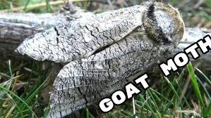 Image result for Cossus cossus