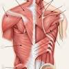 Muscles of the torso unlabeled : 1